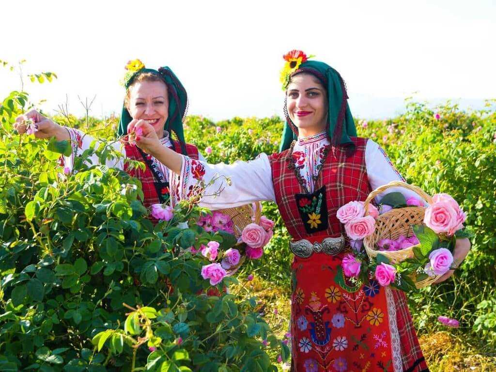 Розы в болгарии