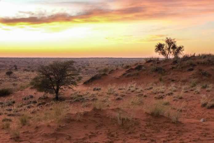 Пустыня калахари – интересные факты