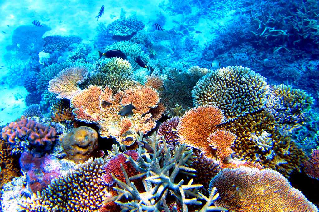Большой барьерный риф: описание, флора и фауна