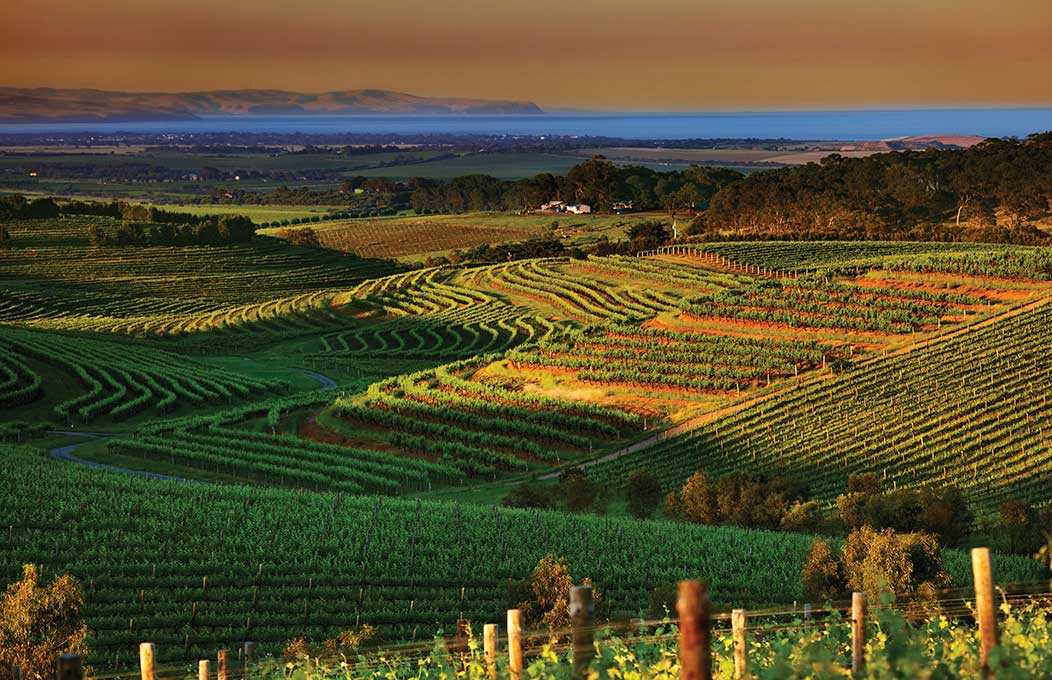 Лучшие вина австралии | блог сомелье