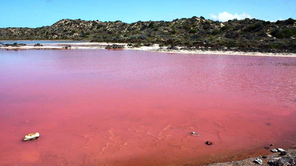 Розовое озеро (западная австралия) - pink lake (western australia)