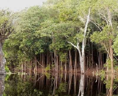 Национальный парк жау: заповедный уголок бразилии⚡
