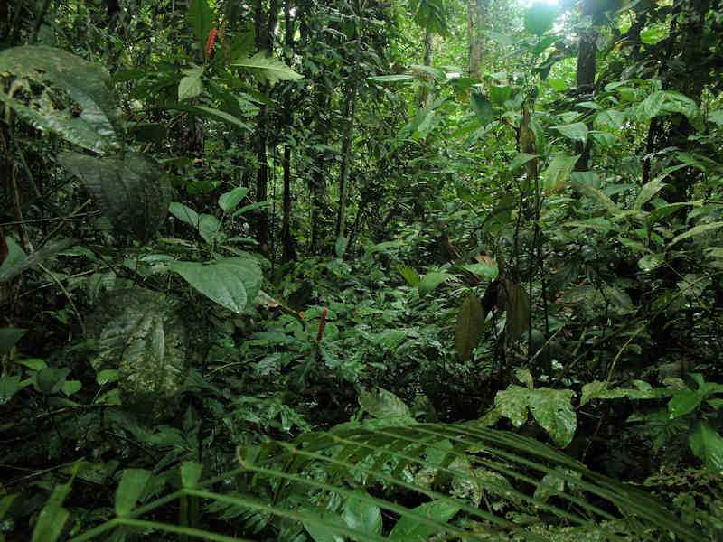 Леса амазонки: «удивительный мир амазонии»