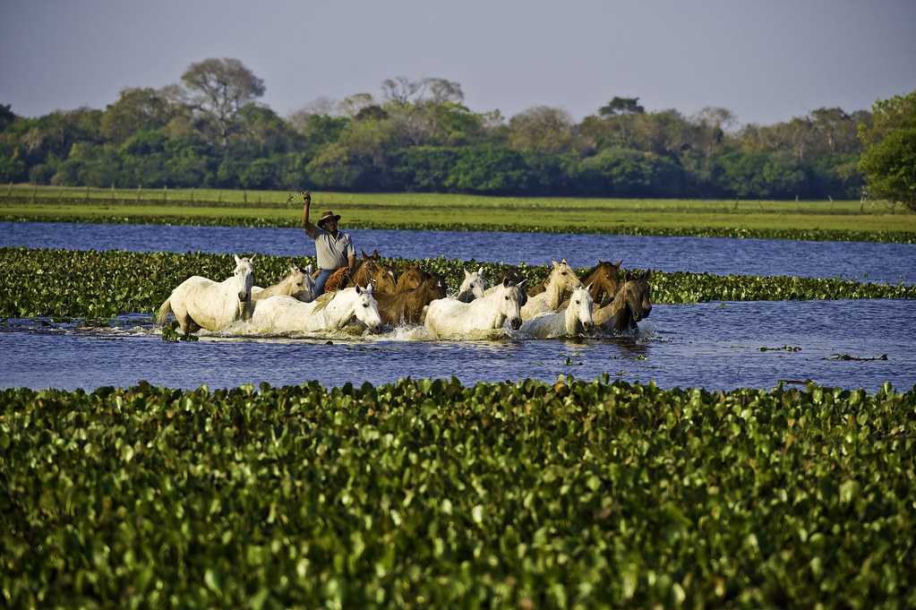 Пантанал (pantanal) описание и фото - бразилия