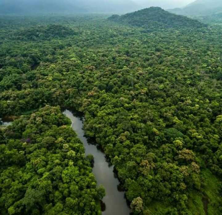 Леса амазонки: "удивительный мир амазонии" ⚡