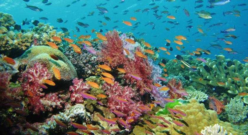 Большой барьерный риф в австралии: описание, фото, острова, развлечения, отели