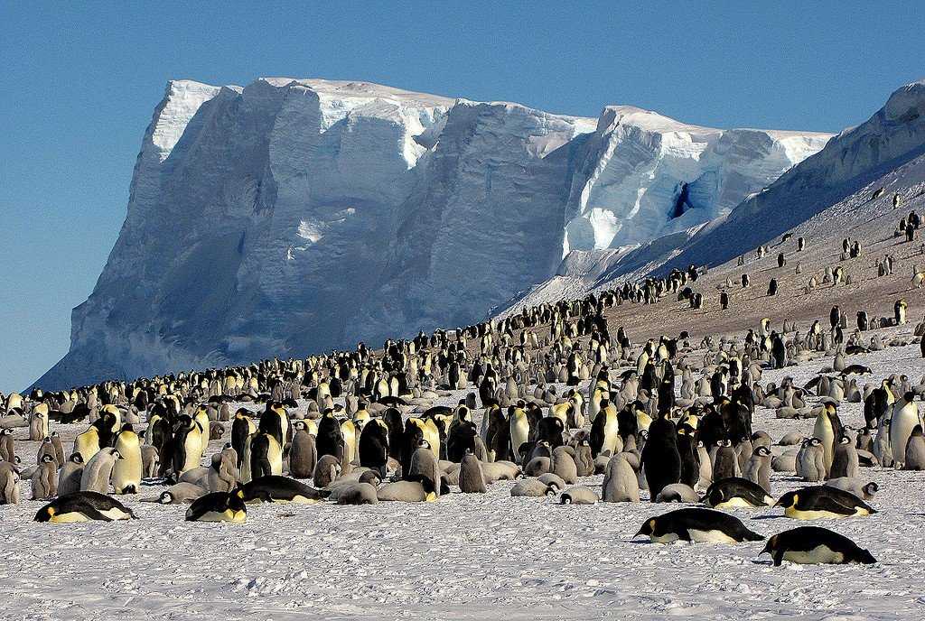 ​35 самых  удивительных  и интересных фактов об антарктиде — общенет