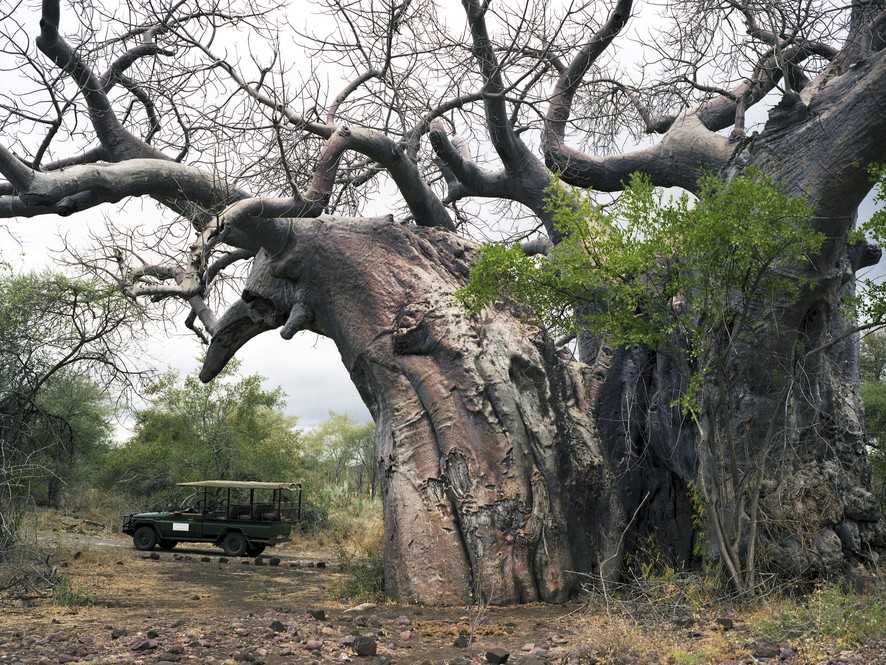 Уязвимые гиганты: фотограф потратил 10 лет жизни на поиск самых старых деревьев на земле (12 фото)