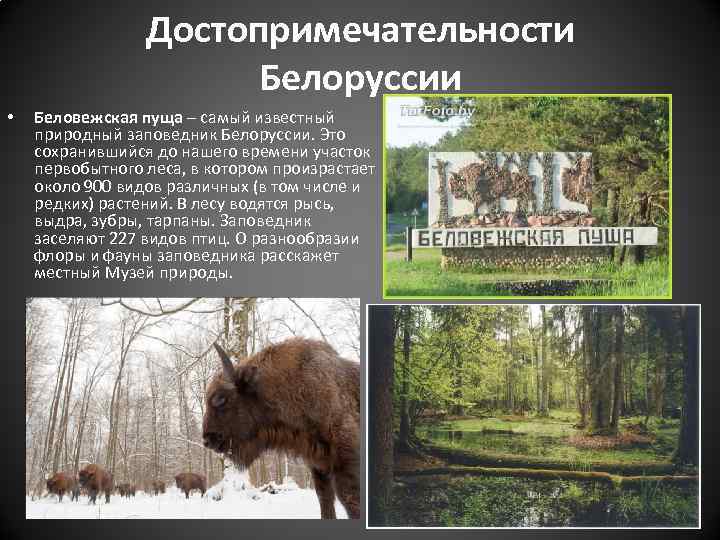 Беловежская пуща — один из сохранившихся девственных лесов Европы, последний остров первобытного леса, покрывавшего когда-то большую часть Европейской равнины...