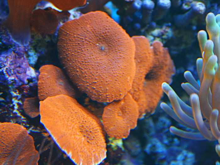 Коралл — “живой” камень с морского дна. коралл — камень, подаренный морем