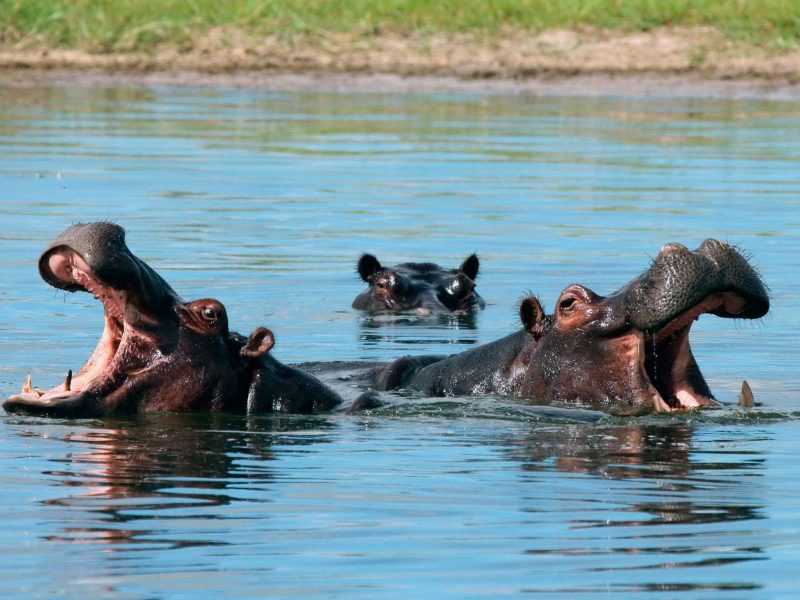 Задумчивый заплыв по реке окаванго с крокодилами и бегемотами