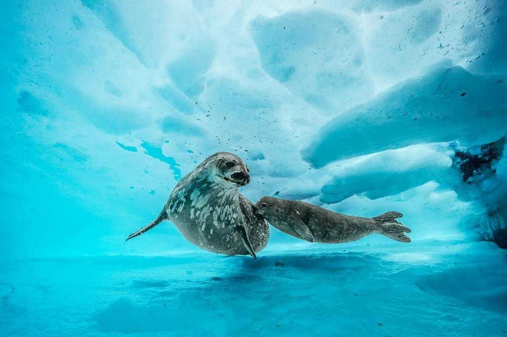 Фото моря Росса в Антарктиде Большая галерея качественных и красивых фотографий моря Росса, которые Вы можете смотреть на нашем сайте